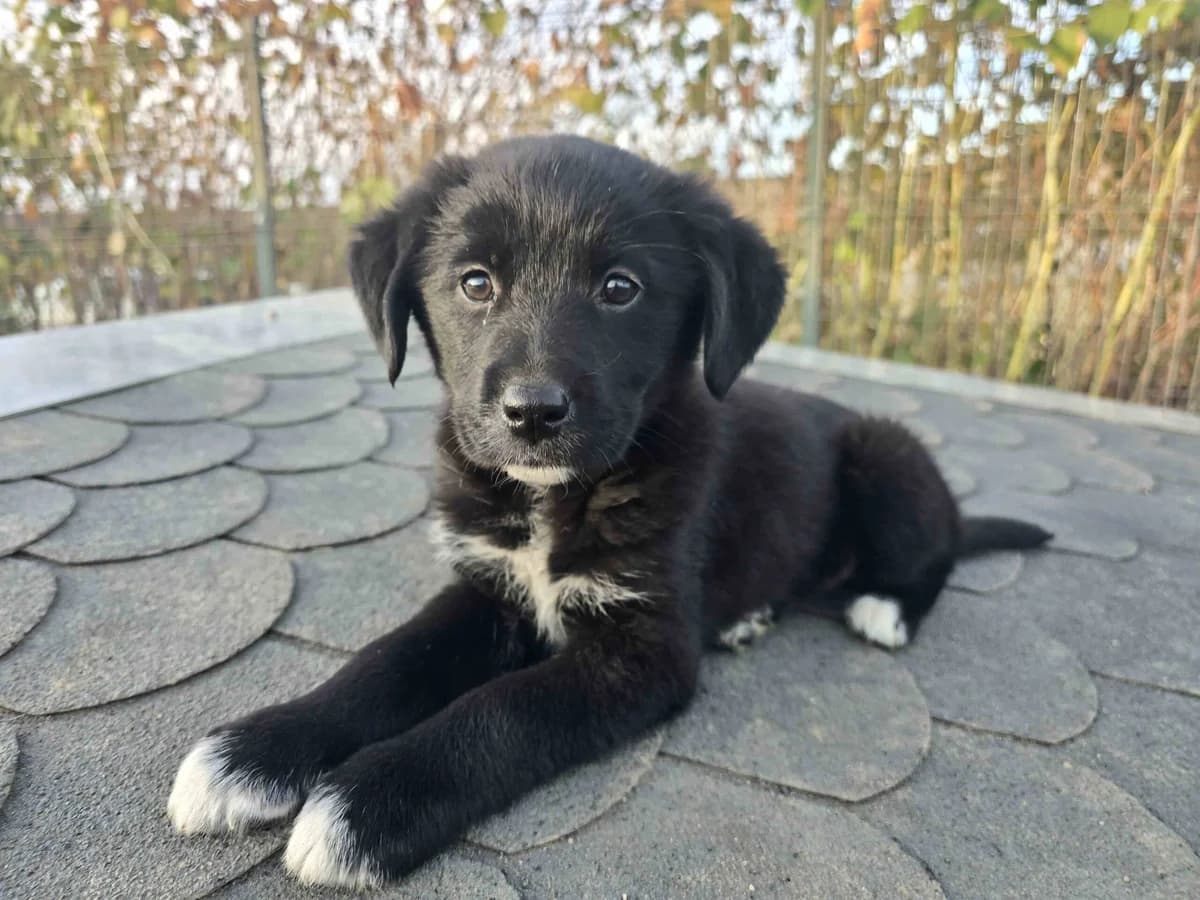 Boa Hancock, female puppy Mixed Breed for adoption at Ein Herz für Streuner e.V., München