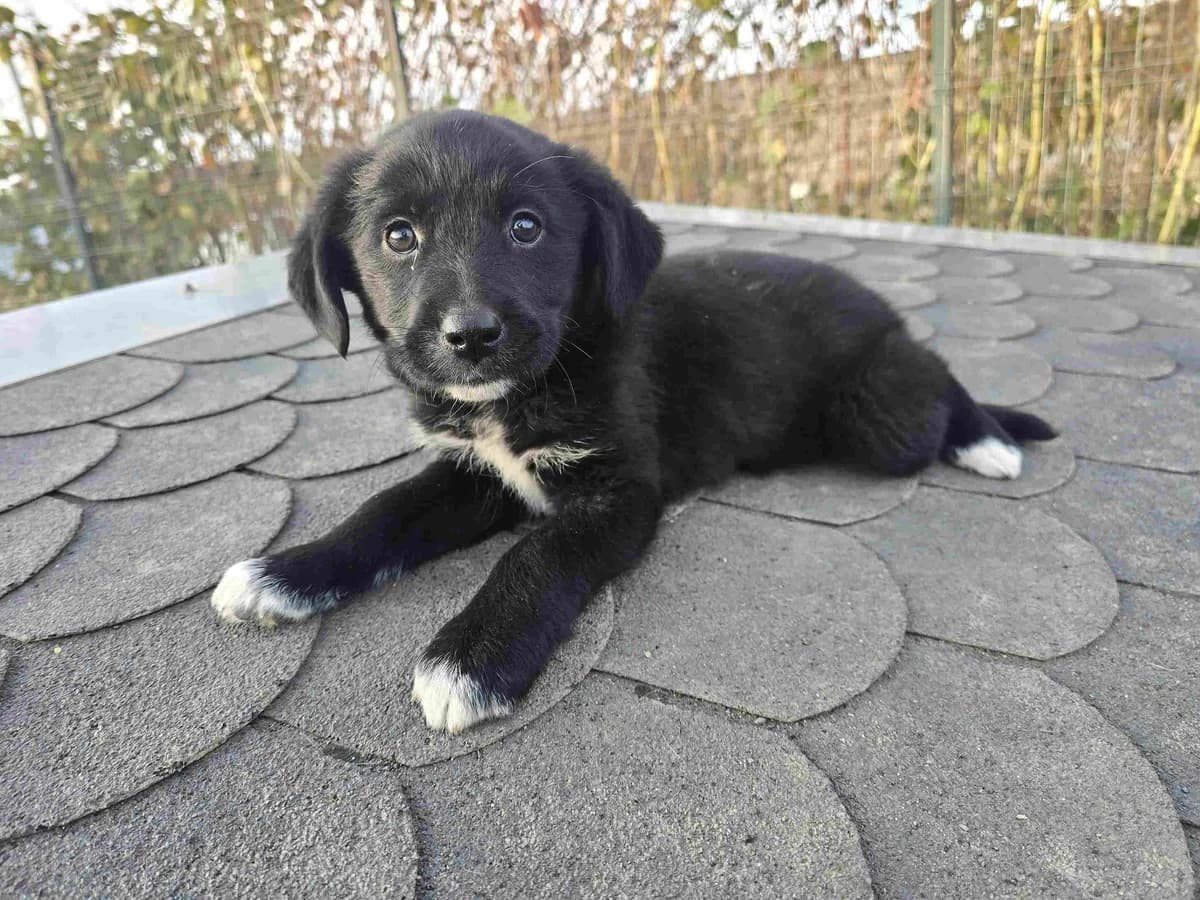 Boa Hancock, female puppy Mixed Breed for adoption at Ein Herz für Streuner e.V., München