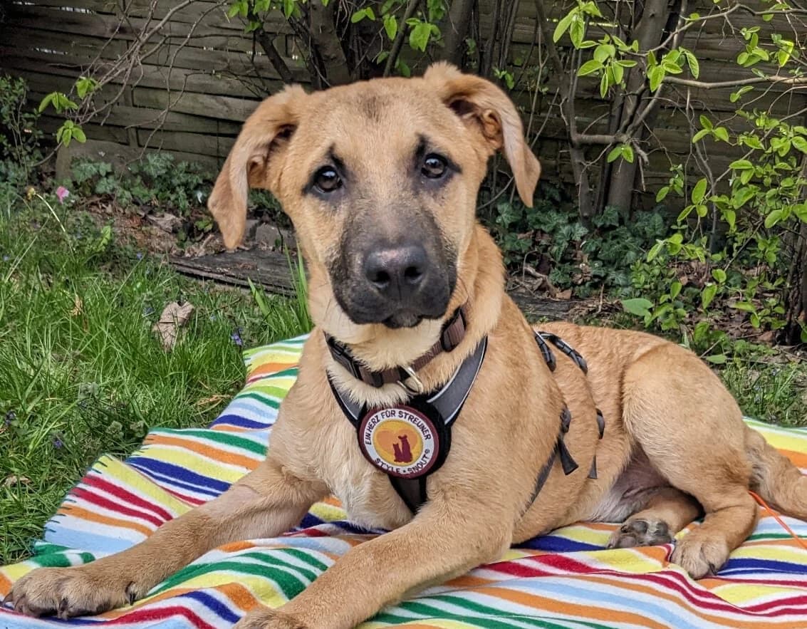 Bob, male puppy Mixed Breed for adoption at Ein Herz für Streuner e.V., München