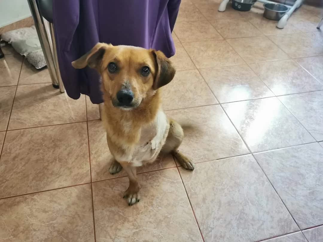 Bobbi, male young Mixed Breed for adoption at Ein Herz für Streuner e.V., München