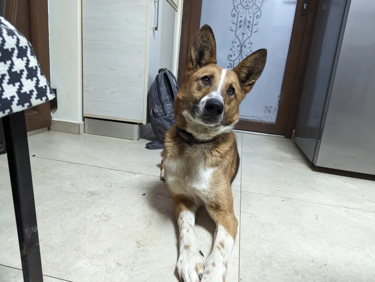 Bobbie, male senior Mixed Breed for adoption at Ein Herz für Streuner e.V., München