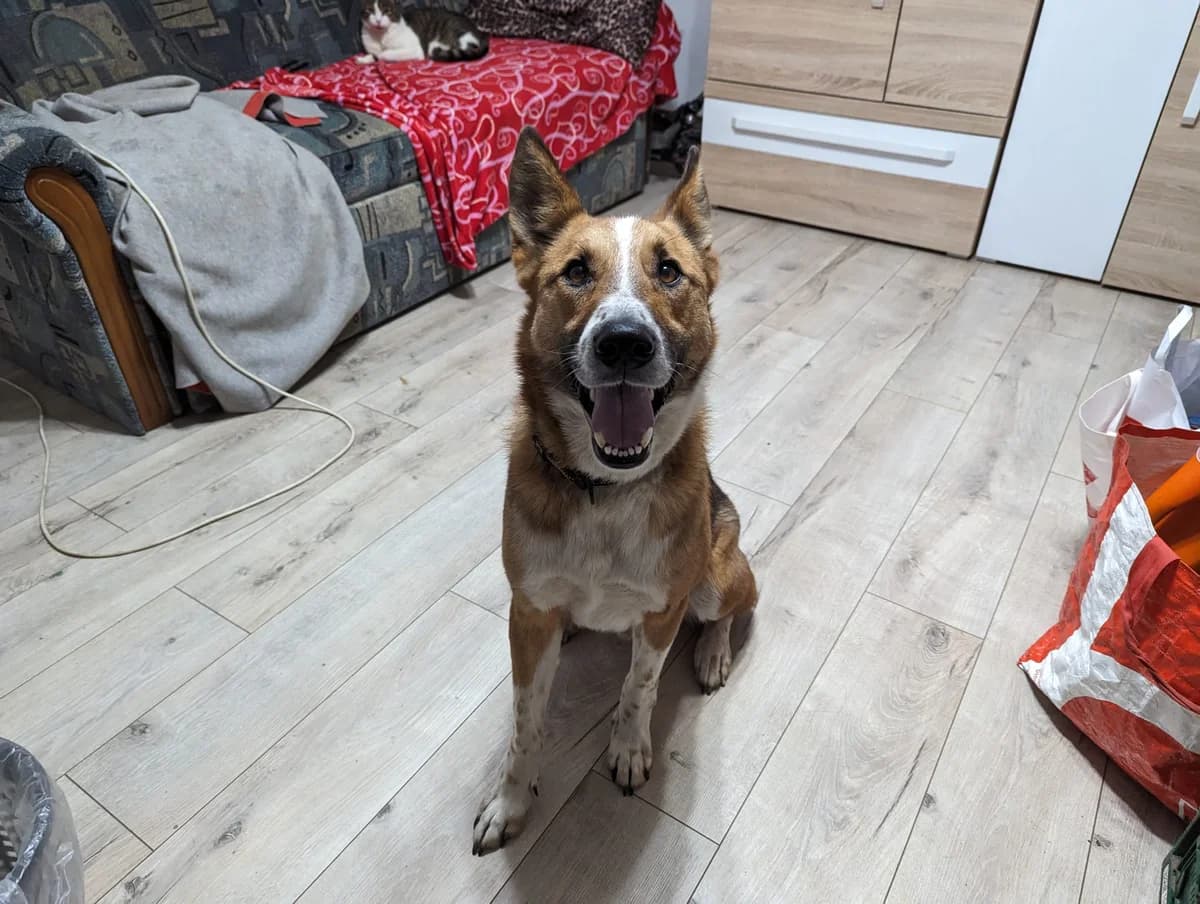 Bobbie, male senior Mixed Breed for adoption at Ein Herz für Streuner e.V., München