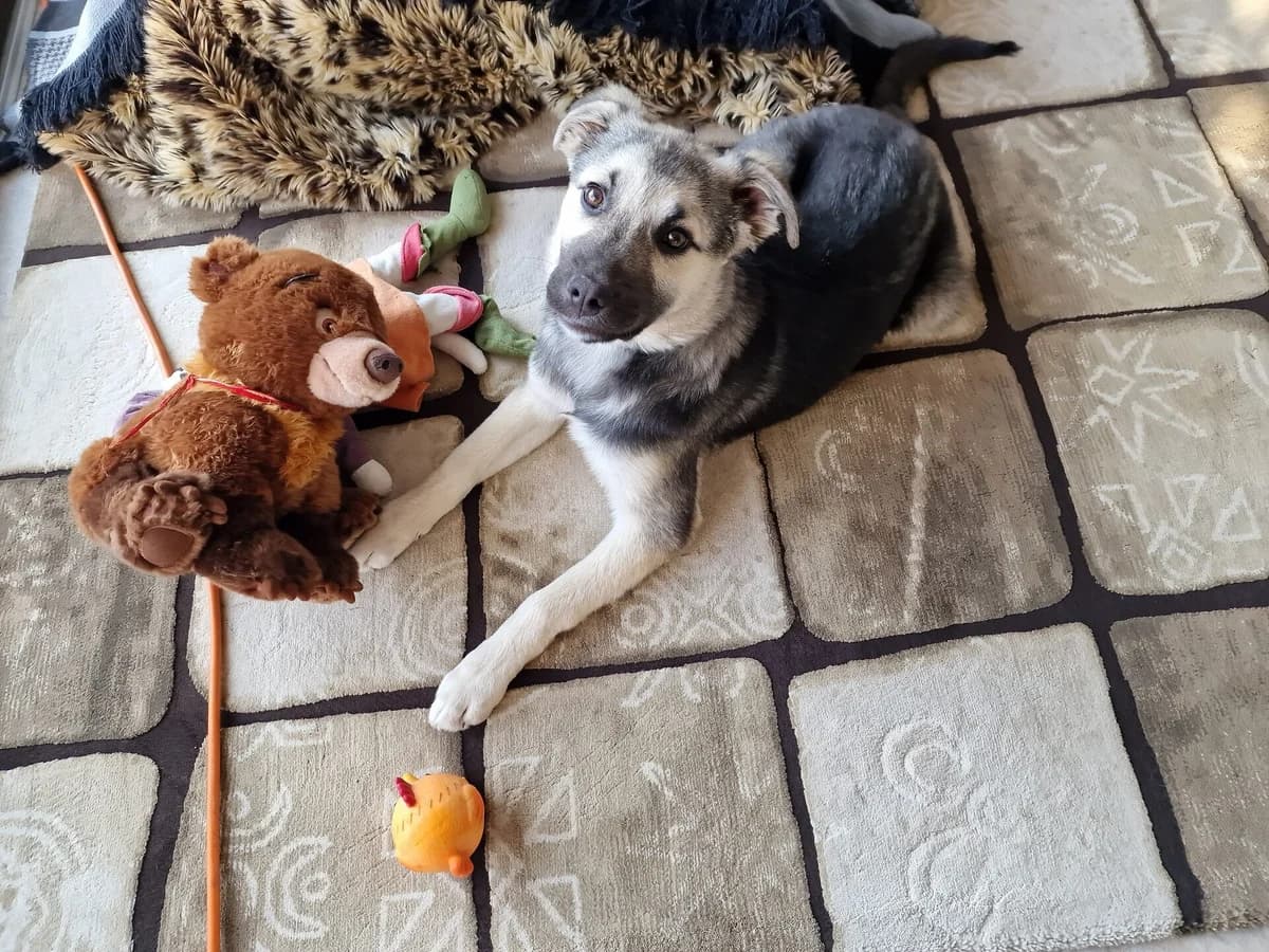 Bobby, male puppy Mixed Breed for adoption at Ein Herz für Streuner e.V., München