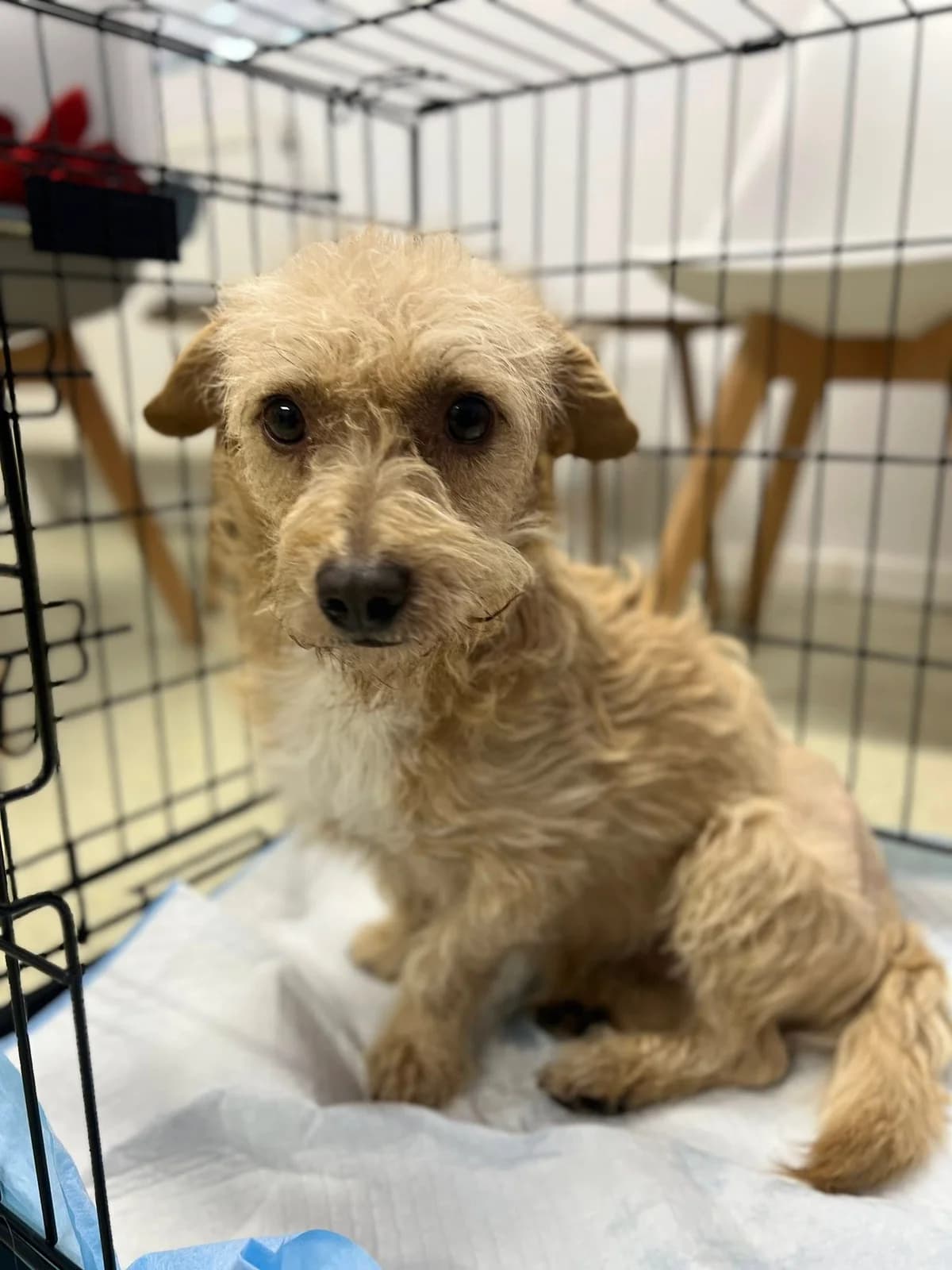 Bobby, male 5yo Mixed Breed for adoption at Ein Herz für Streuner e.V., München