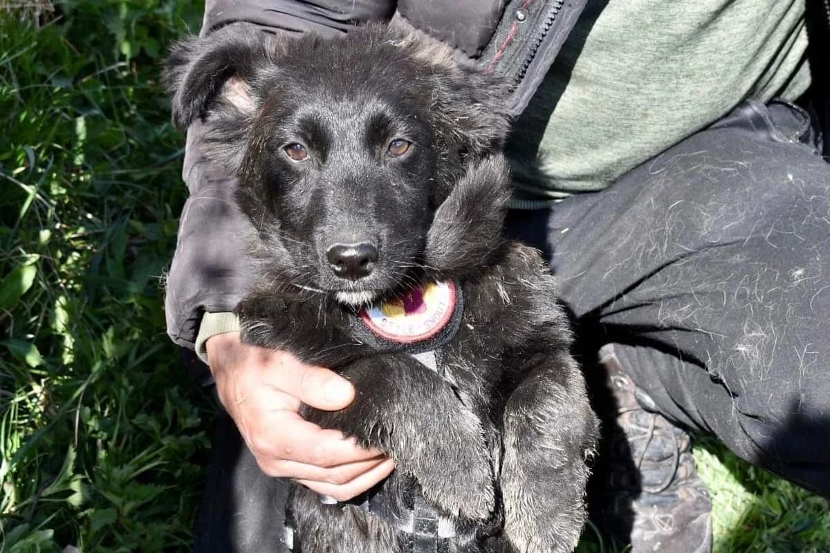 Bobby, male young Mixed Breed for adoption at Ein Herz für Streuner e.V., München