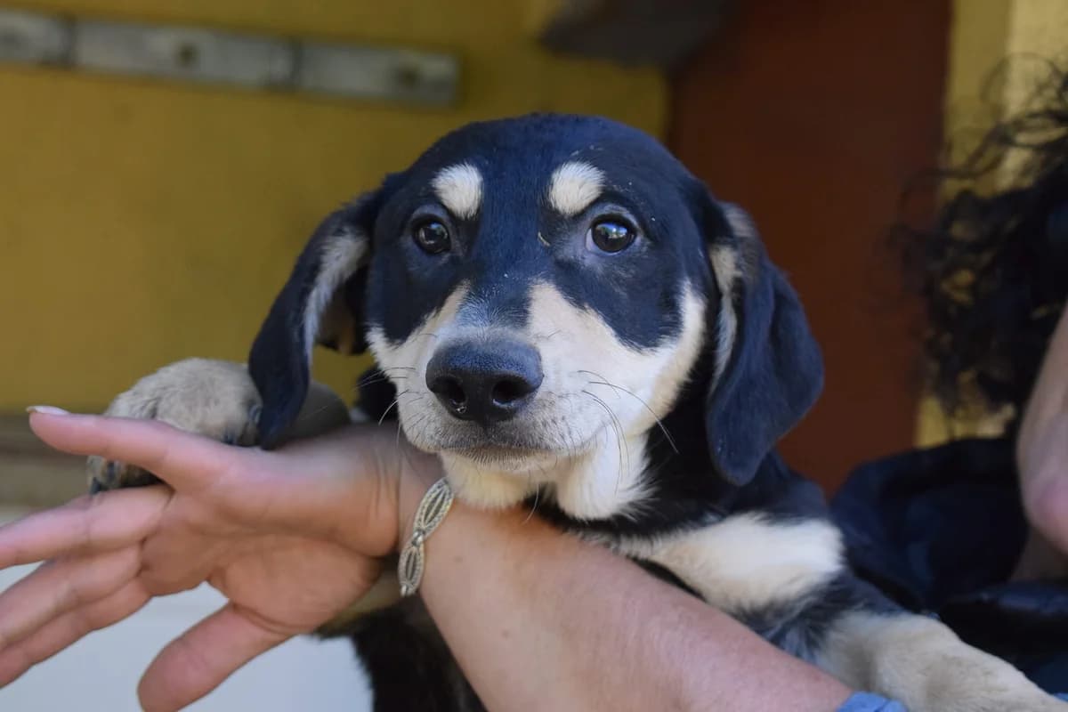 Bobby, young Mixed Breed for adoption at Ein Herz für Streuner e.V., München