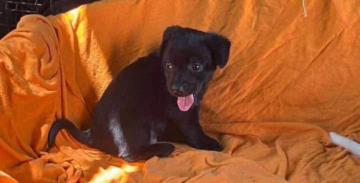 Bobby, young Mixed Breed for adoption at Ein Herz für Streuner e.V., München
