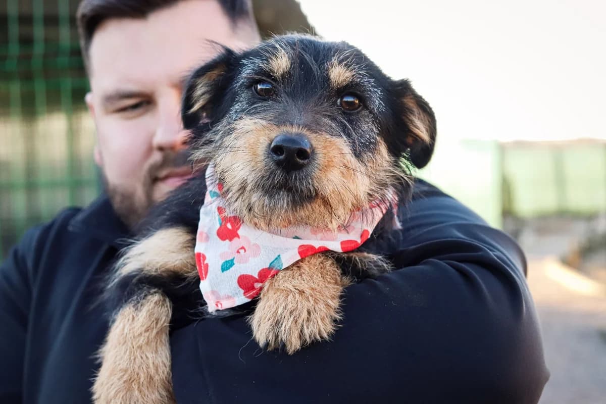Bobby, young Mixed Breed for adoption at Ein Herz für Streuner e.V., München