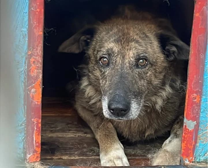 Bobby, weiß male 5yo Mixed Breed for adoption at Ein Herz für Streuner e.V., München