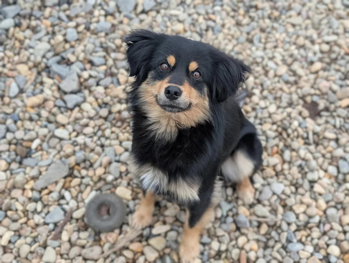 Boby, male young Mixed Breed for adoption at Ein Herz für Streuner e.V., München
