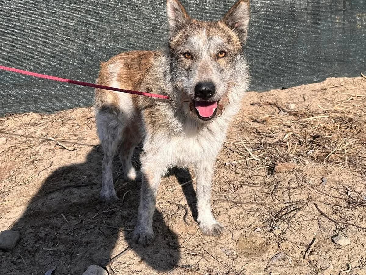 Bodhi, male 3yo Mixed Breed for adoption at Ein Herz für Streuner e.V., München