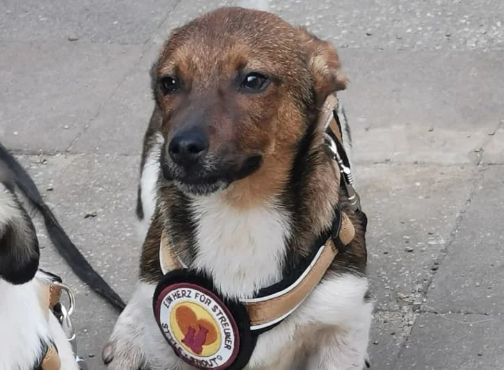 Bodo, male puppy Mixed Breed for adoption at Ein Herz für Streuner e.V., München