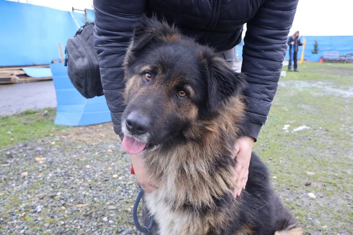 Bodo, weiß male 5yo Mixed Breed for adoption at Ein Herz für Streuner e.V., München