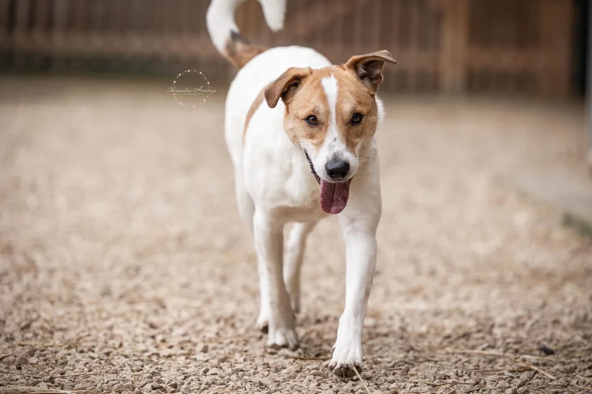 Bogie, male young Mixed Breed for adoption at Ein Herz für Streuner e.V., München