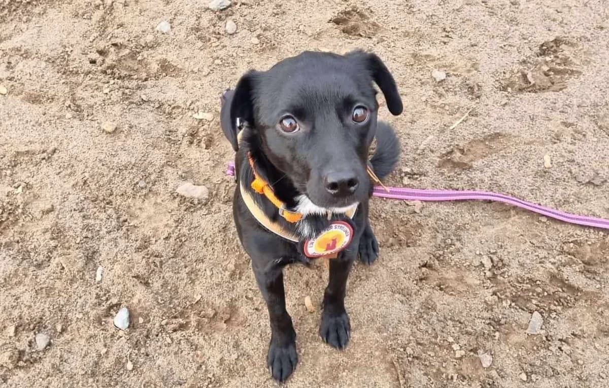 Bohne, male 5yo Mixed Breed for adoption at Ein Herz für Streuner e.V., München