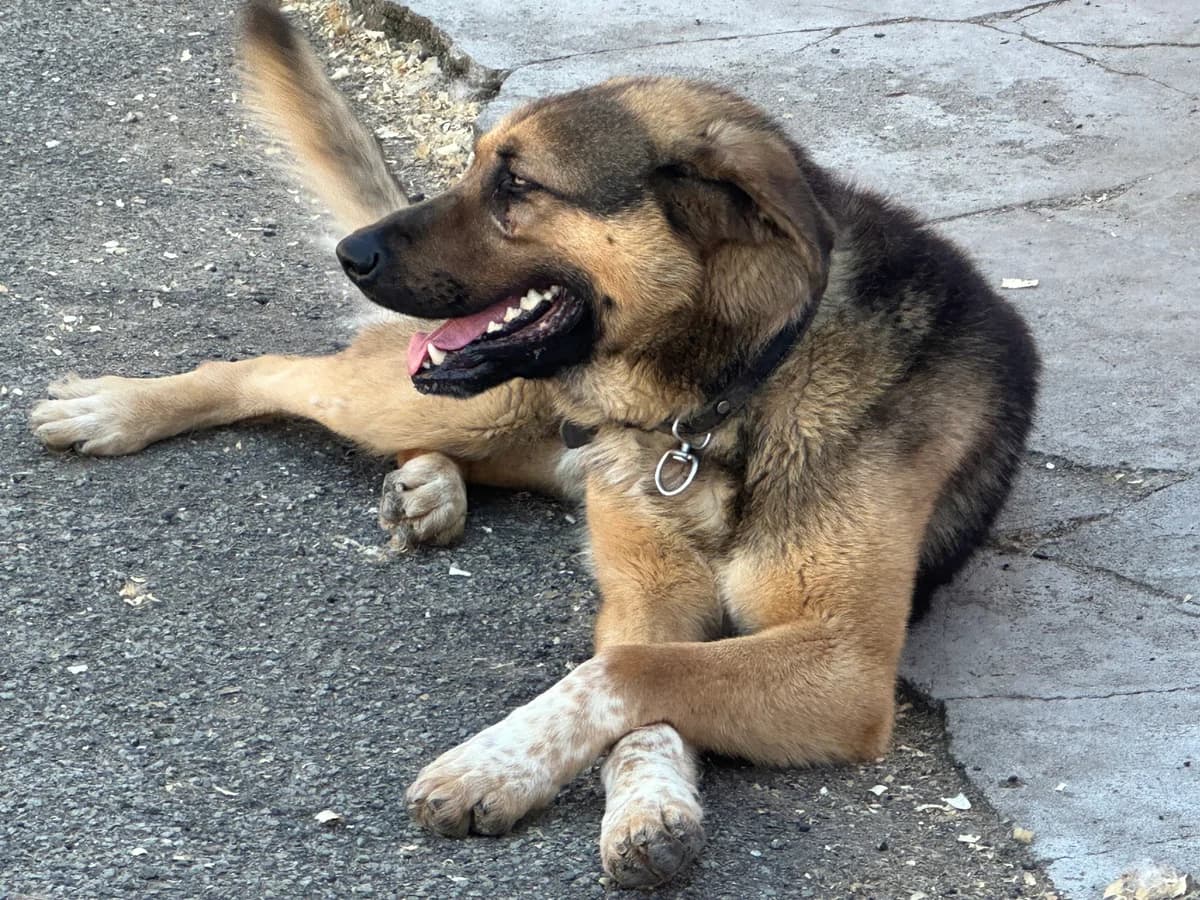Bojan, male young Mixed Breed for adoption at Ein Herz für Streuner e.V., München