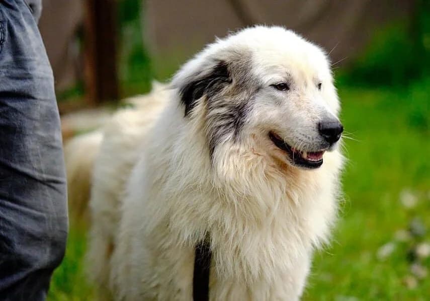 Boje, male 6yo Mixed Breed for adoption at Ein Herz für Streuner e.V., München