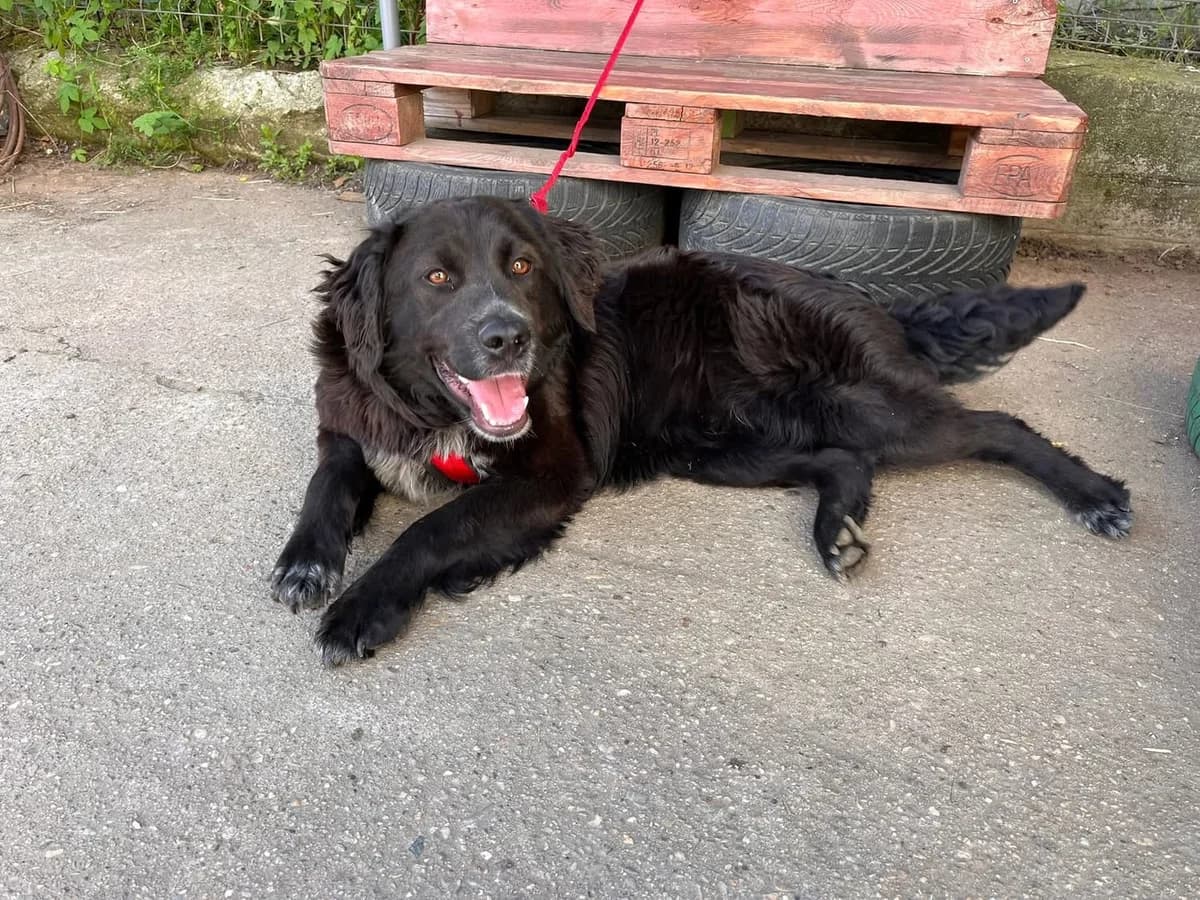 Bolero, male 3yo Mixed Breed for adoption at Ein Herz für Streuner e.V., München