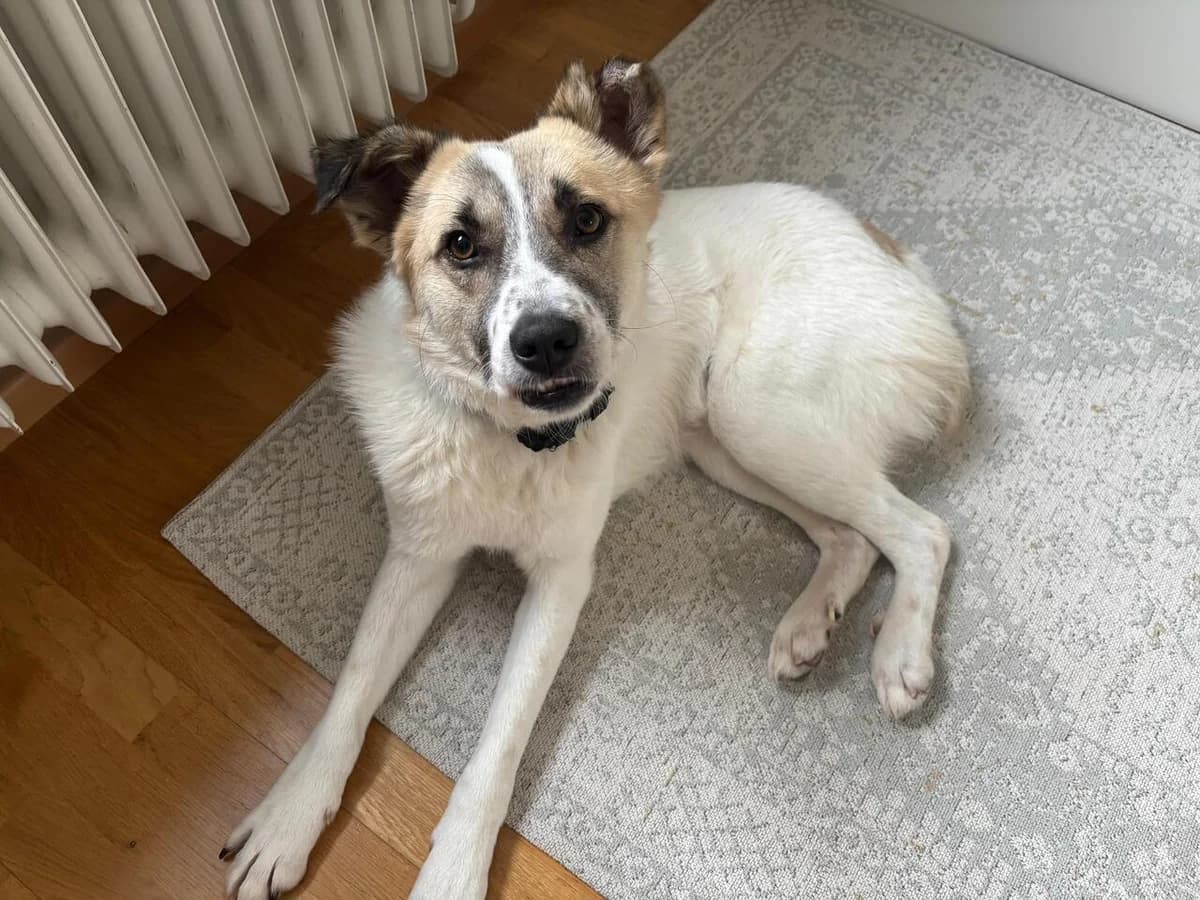 Bolero, weiß male 5yo Mixed Breed for adoption at Ein Herz für Streuner e.V., München