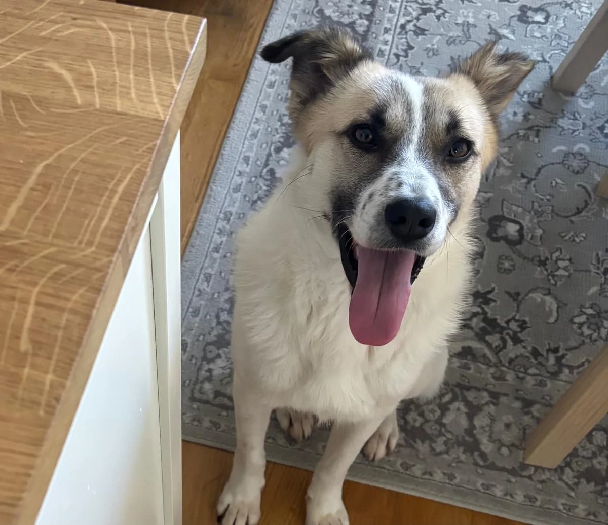 Bolero, weiß male 5yo Mixed Breed for adoption at Ein Herz für Streuner e.V., München