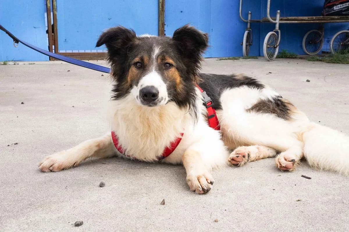 Bolle, male 5yo Mixed Breed for adoption at Ein Herz für Streuner e.V., München