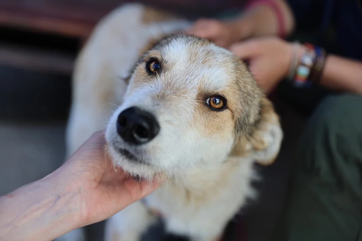 Bolly, male young Mixed Breed for adoption at Ein Herz für Streuner e.V., München
