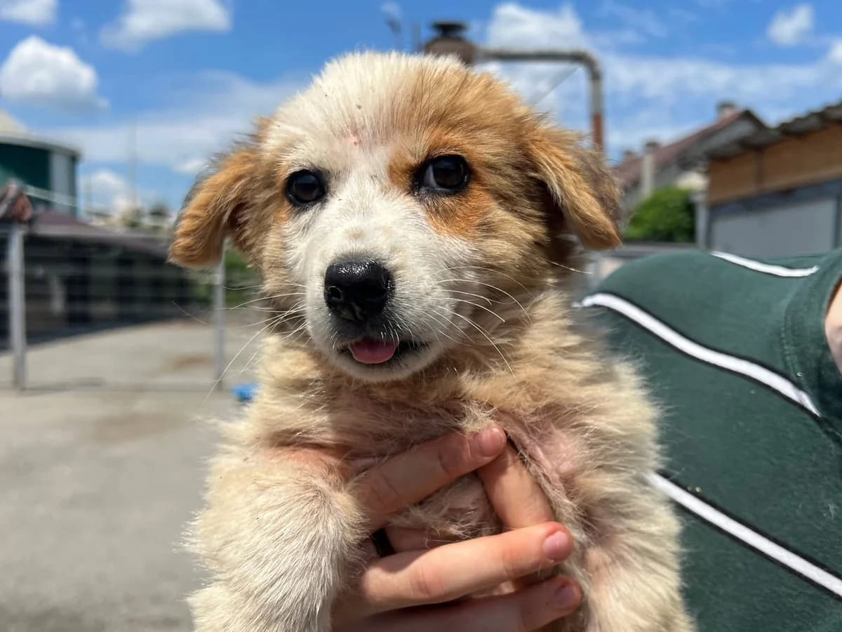 Bolly, female puppy Mixed Breed for adoption at Ein Herz für Streuner e.V., München