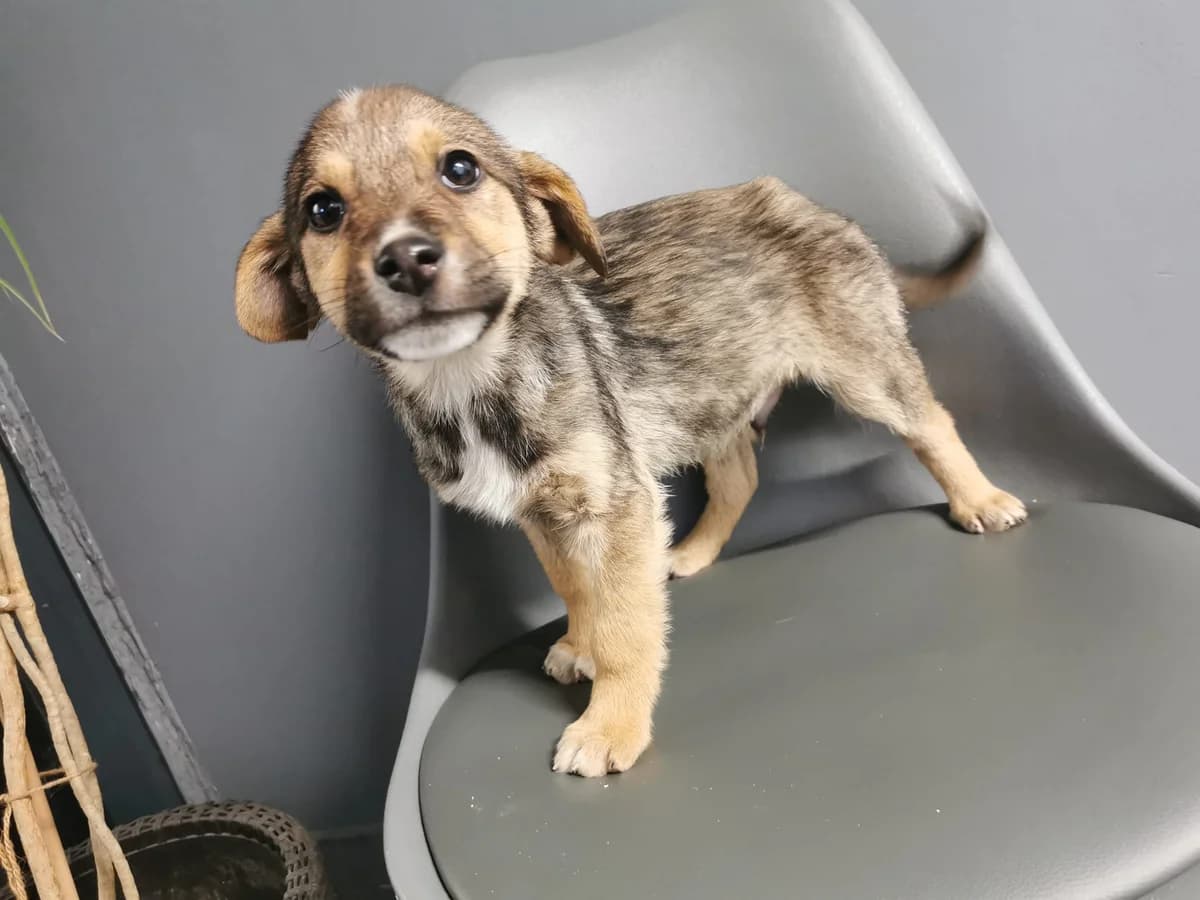 Bolt, male puppy Mixed Breed for adoption at Ein Herz für Streuner e.V., München