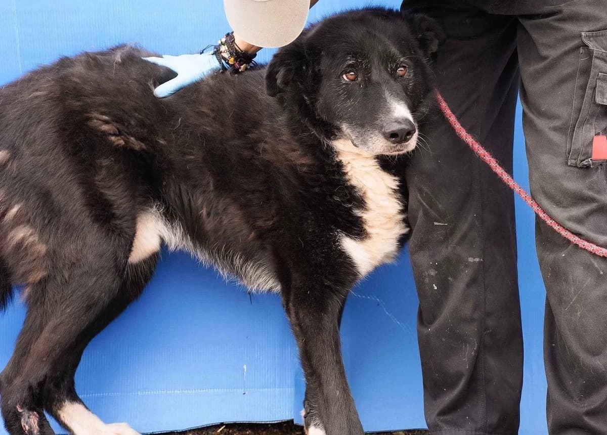 Bombay, male 7yo Mixed Breed for adoption at Ein Herz für Streuner e.V., München