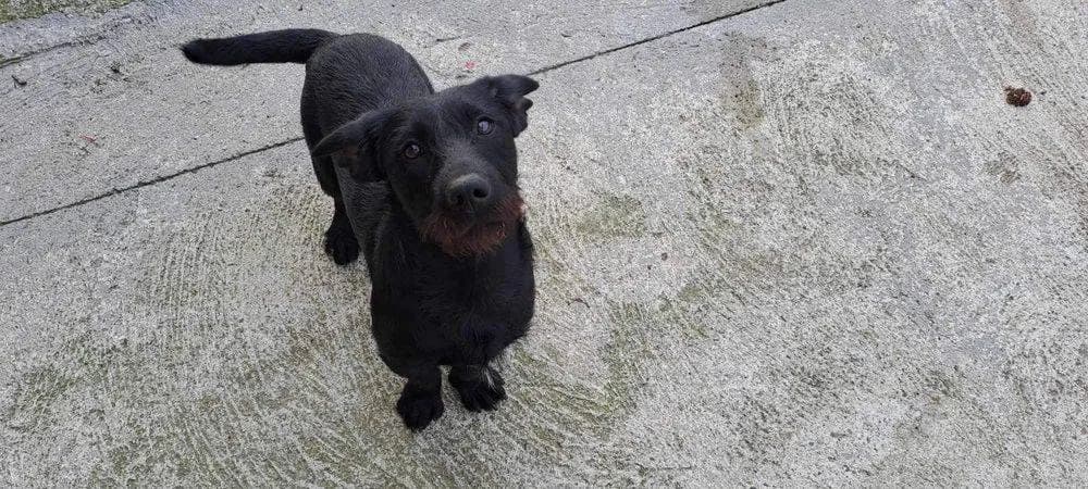 Bomi, young Mixed Breed for adoption at Ein Herz für Streuner e.V., München