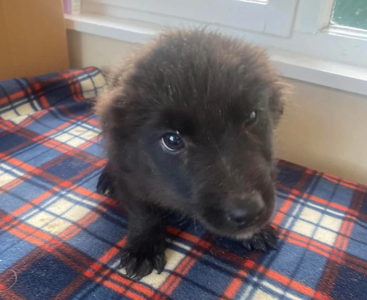 Bommel, male puppy Mixed Breed for adoption at Ein Herz für Streuner e.V., München