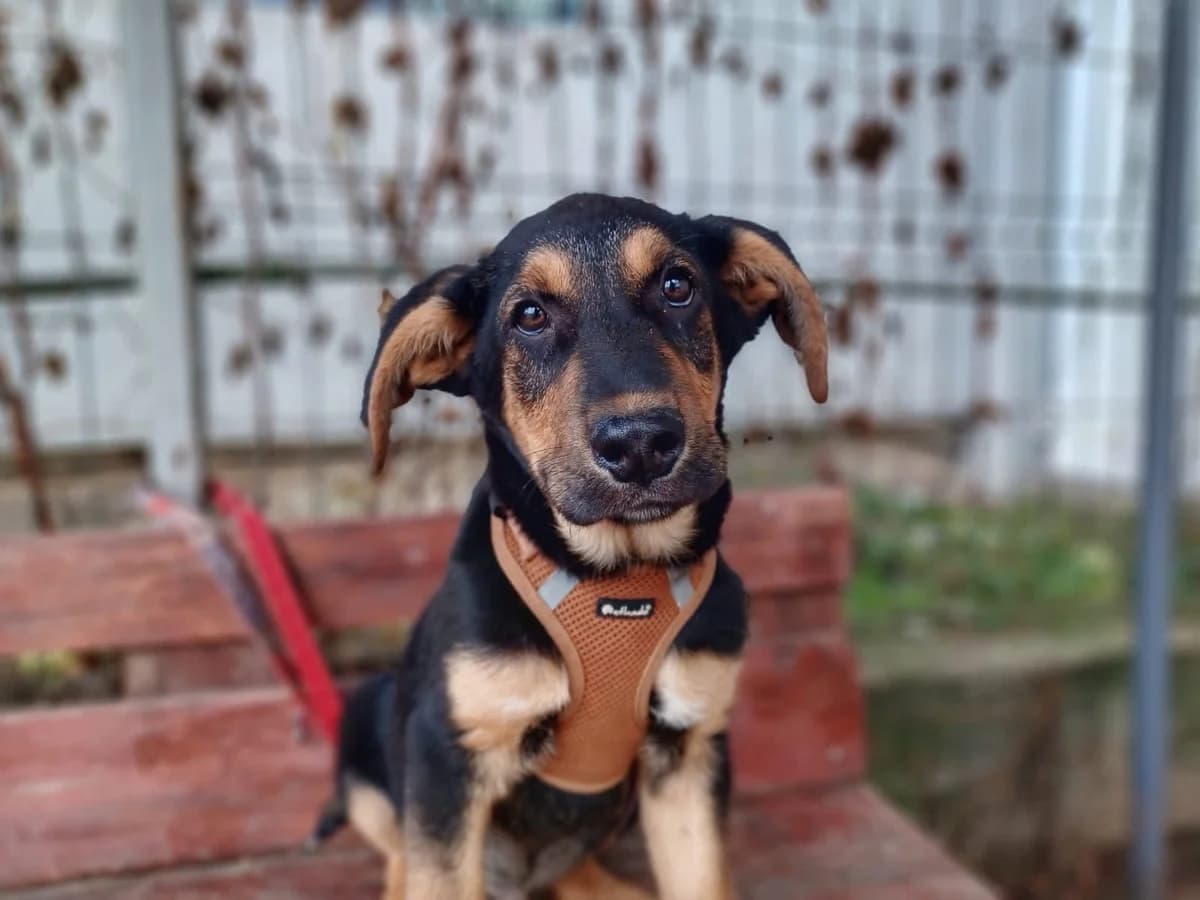 Bommel, schwarz male puppy Mixed Breed for adoption at Ein Herz für Streuner e.V., München