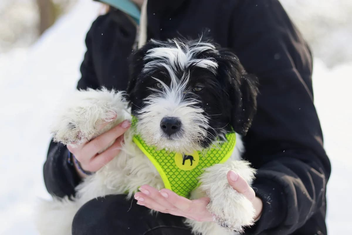 Bommel, male puppy Mixed Breed for adoption at Ein Herz für Streuner e.V., München