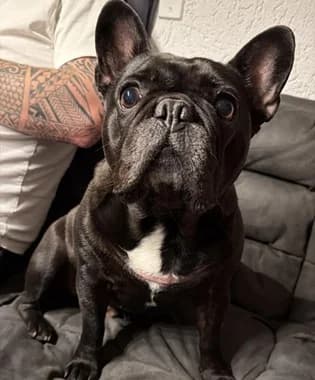 Boni, male 5yo Mixed Breed for adoption at Ein Herz für Streuner e.V., München