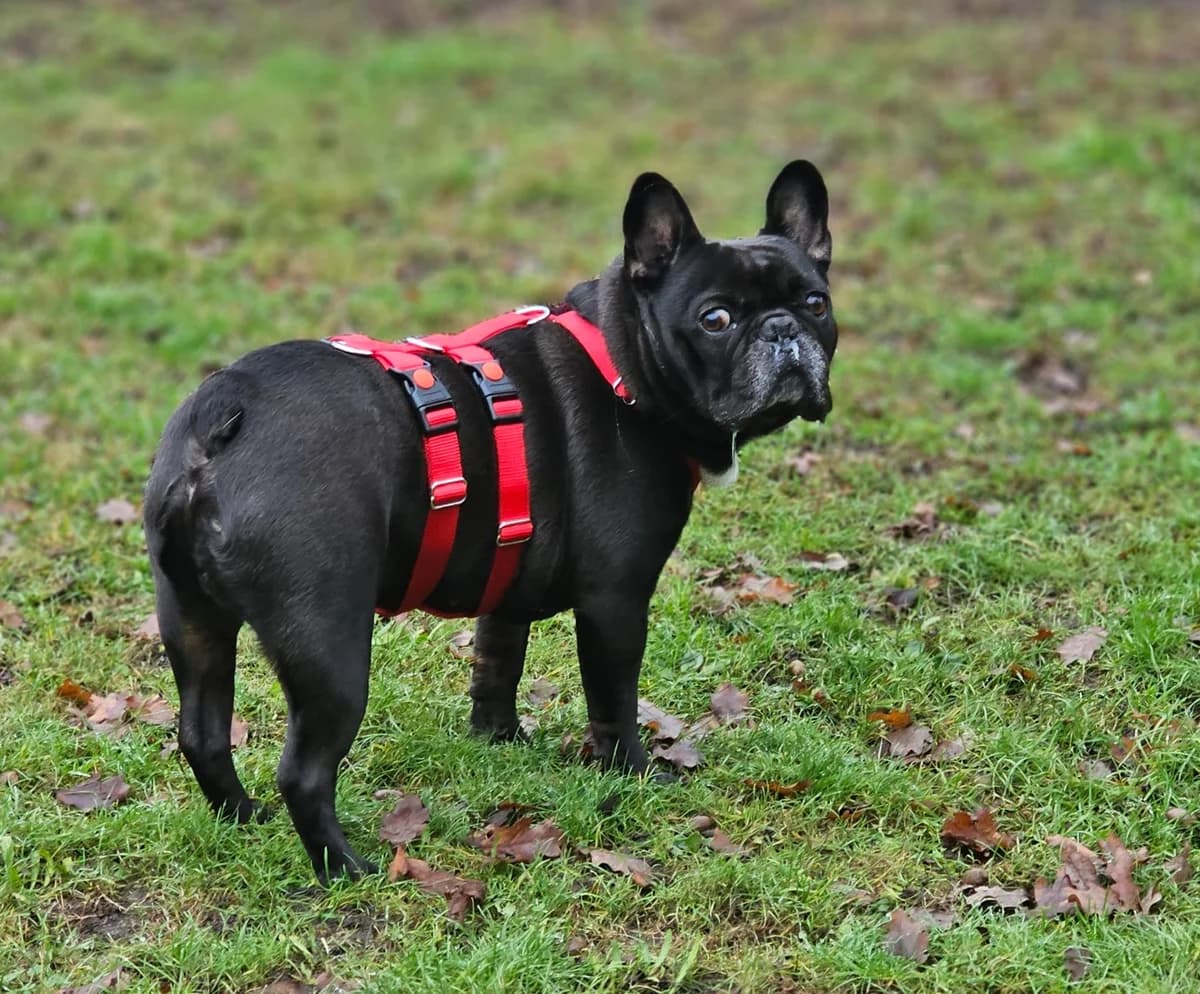 Boni, male 5yo Mixed Breed for adoption at Ein Herz für Streuner e.V., München