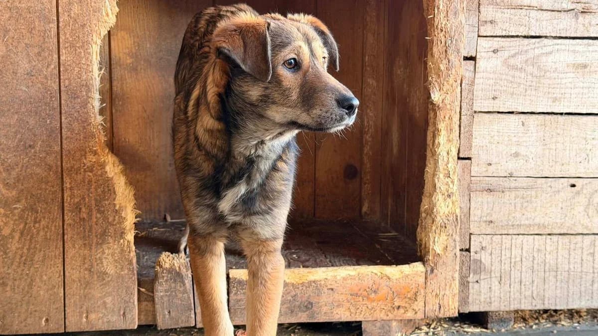 Bonito, male puppy Mixed Breed for adoption at Ein Herz für Streuner e.V., München