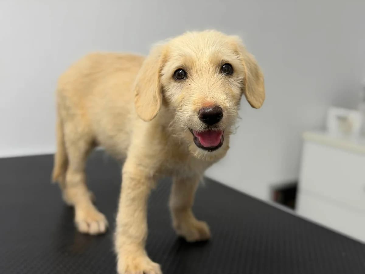 Bonito, male puppy Mixed Breed for adoption at Ein Herz für Streuner e.V., München