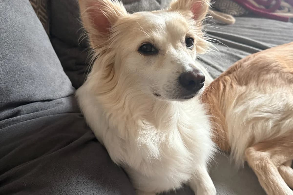 Bonnie, female 3yo Mixed Breed for adoption at Ein Herz für Streuner e.V., München