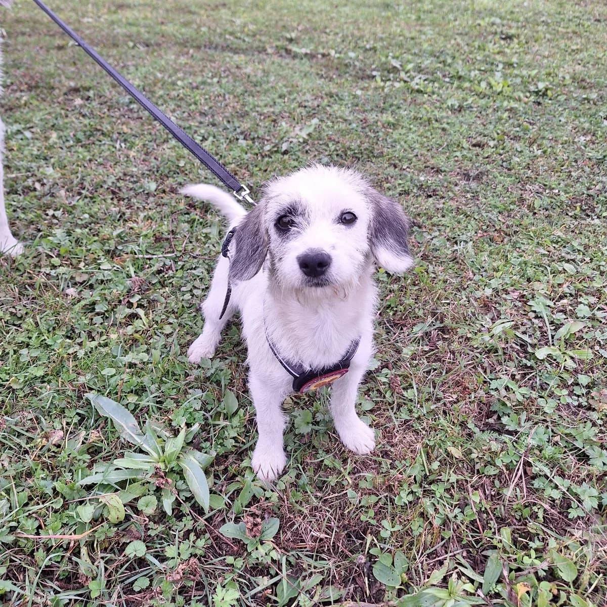 Bonnie, female puppy Mixed Breed for adoption at Ein Herz für Streuner e.V., München