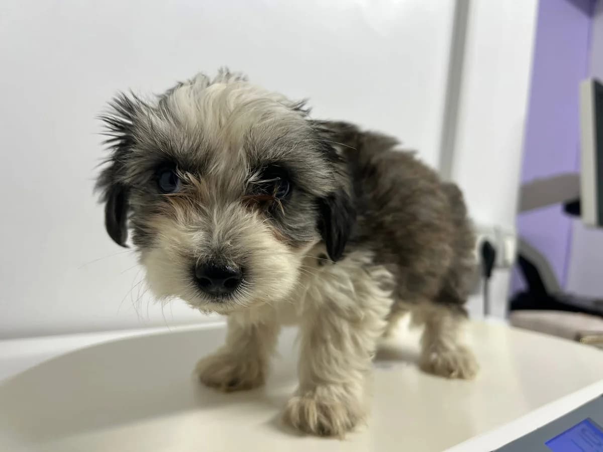 Bonnie, female puppy Mixed Breed for adoption at Ein Herz für Streuner e.V., München