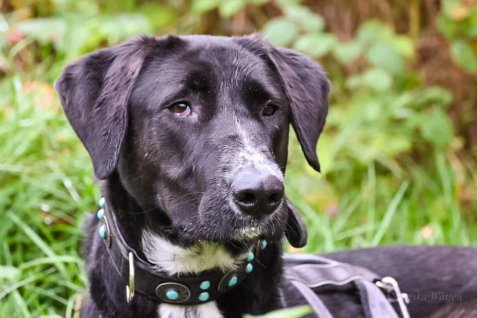 Bonny, female 5yo Mixed Breed for adoption at Ein Herz für Streuner e.V., München