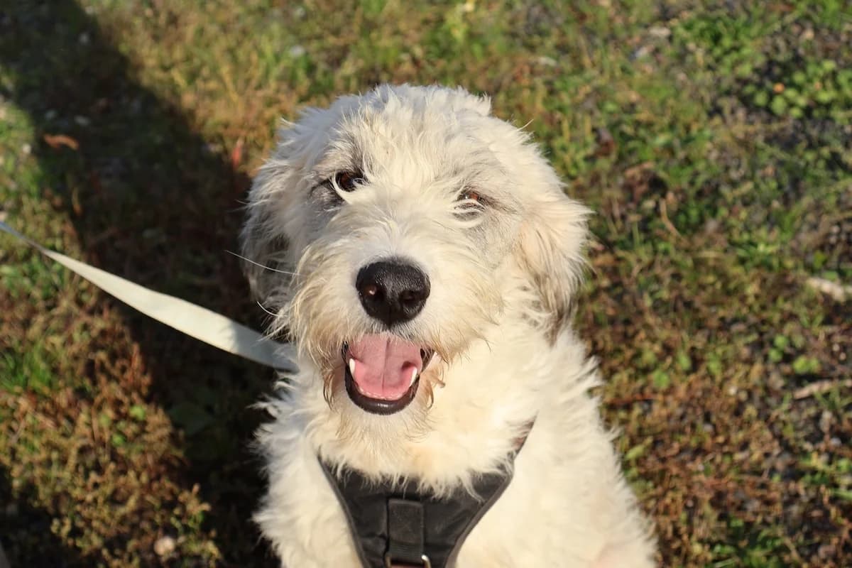 Bonschi, female young Mixed Breed for adoption at Ein Herz für Streuner e.V., München