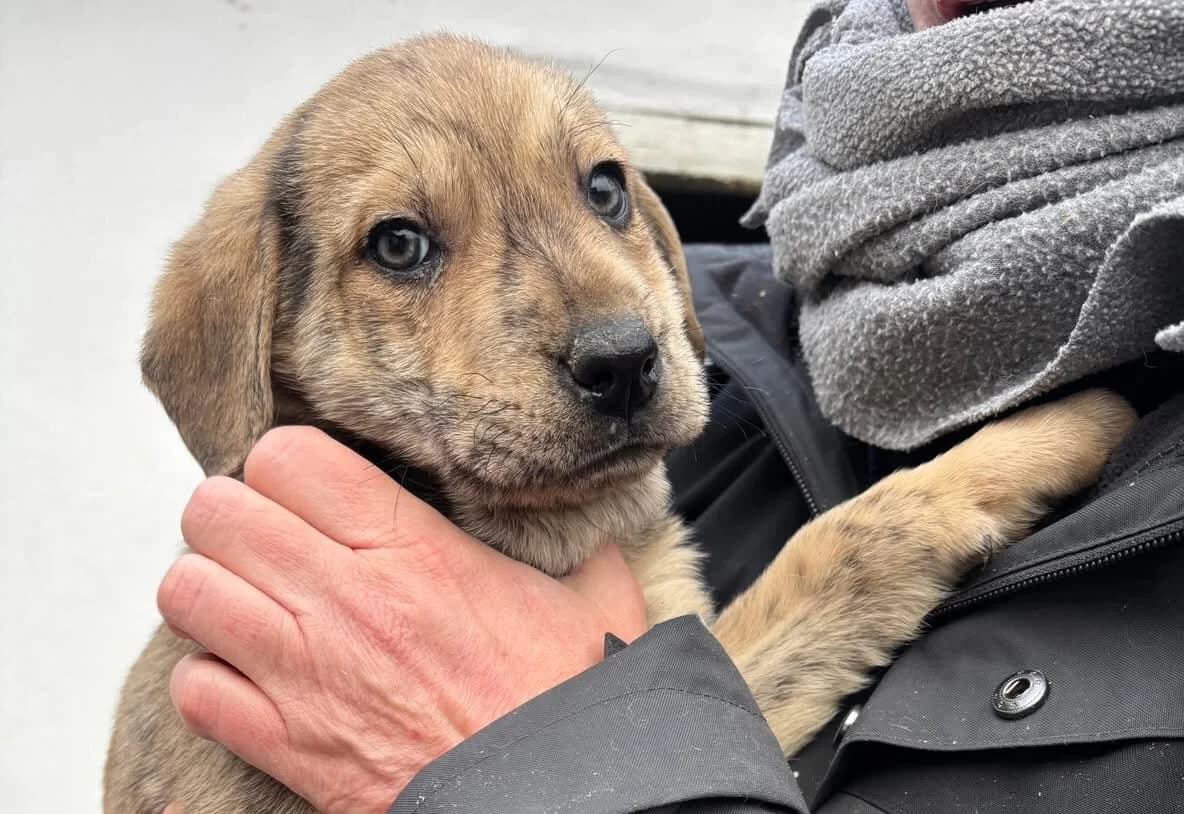 Bonsi, male puppy Mixed Breed for adoption at Ein Herz für Streuner e.V., München