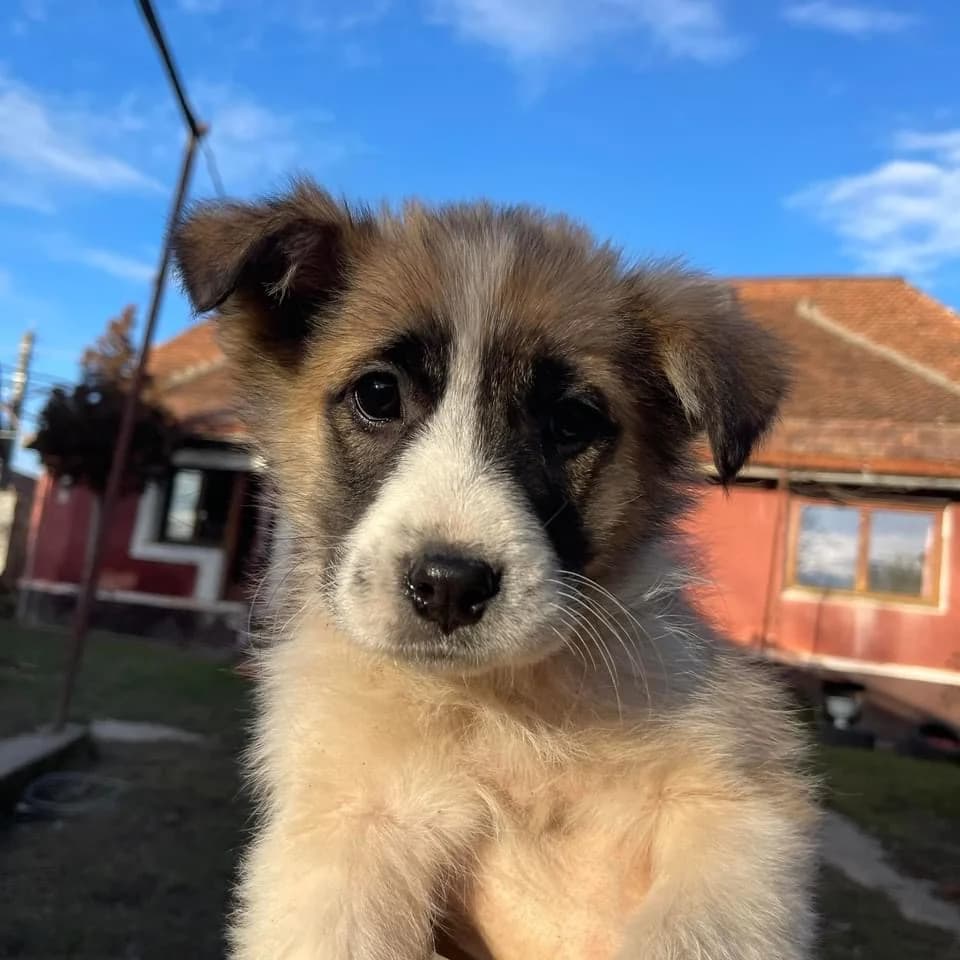 Bontje, weiß male puppy Mixed Breed for adoption at Ein Herz für Streuner e.V., München