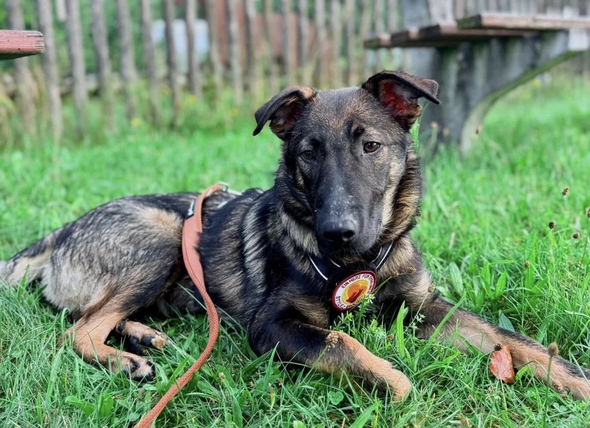 Bonus, male puppy Mixed Breed for adoption at Ein Herz für Streuner e.V., München