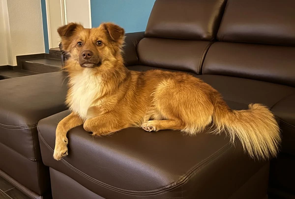 Bonzo, male 3yo Mixed Breed for adoption at Ein Herz für Streuner e.V., München
