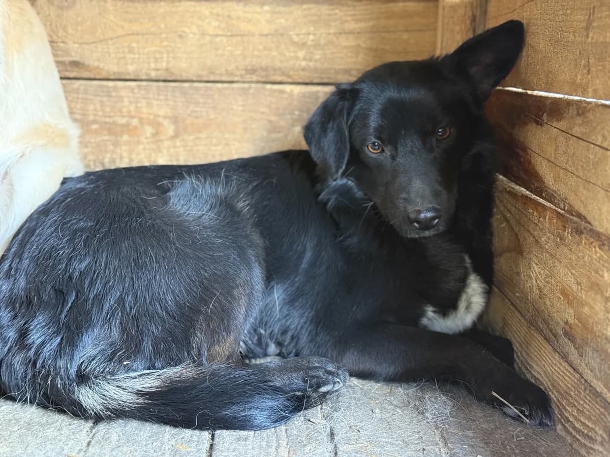 Boo, female 5yo Mixed Breed for adoption at Ein Herz für Streuner e.V., München