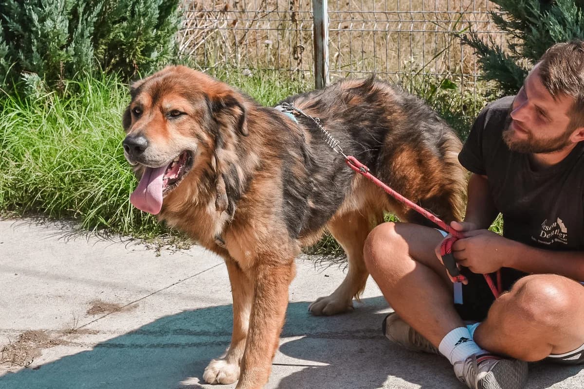 Boo, male 3yo Mixed Breed for adoption at Ein Herz für Streuner e.V., München