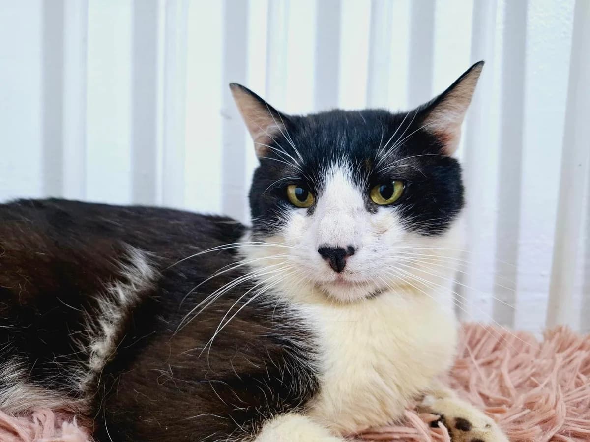 Boober, male senior Mixed Breed for adoption at Ein Herz für Streuner e.V., München