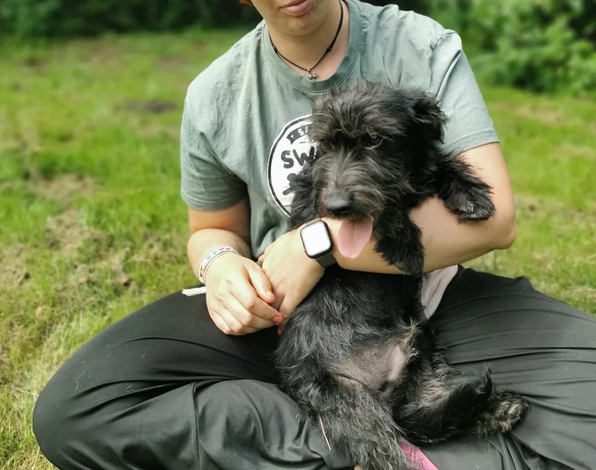 Boogie, male puppy Mixed Breed for adoption at Ein Herz für Streuner e.V., München